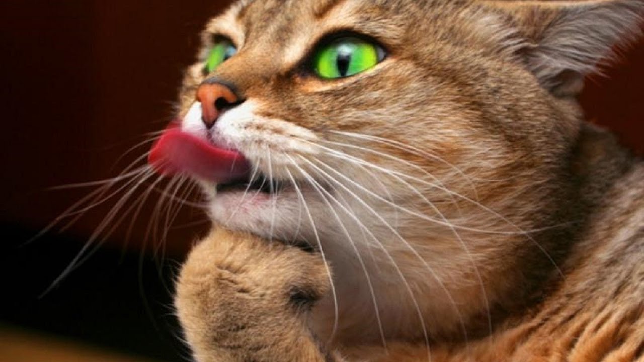 Почему кошка показывает вам язык