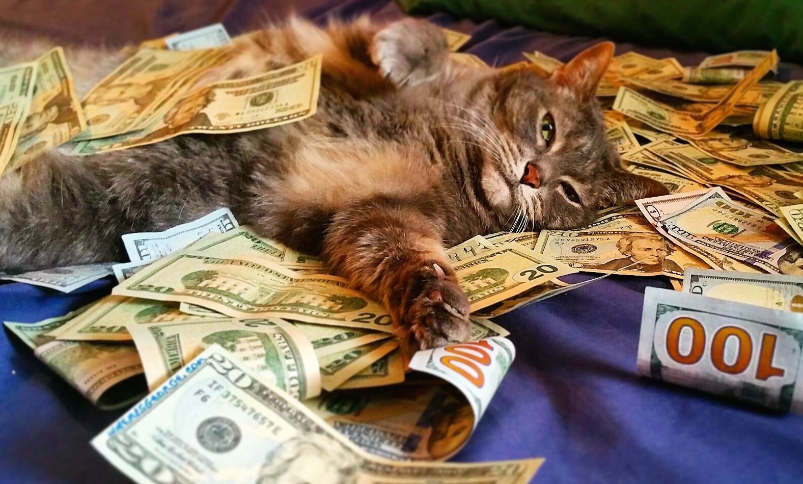Самые дорогие кошки в мире