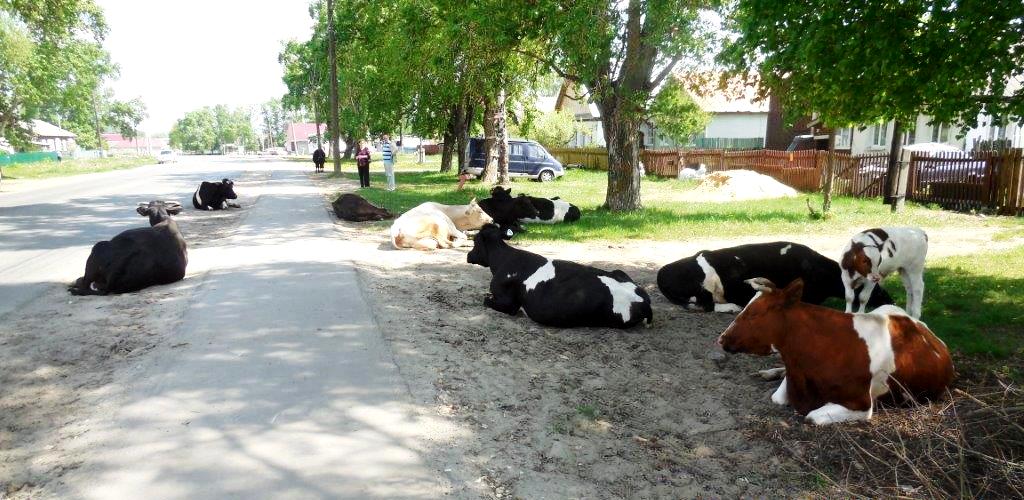 Прогулка коровы за 45 тысяч рублей